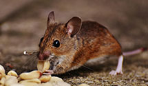 24 Hour & Emergency Exterminators in Flower Mound, TX